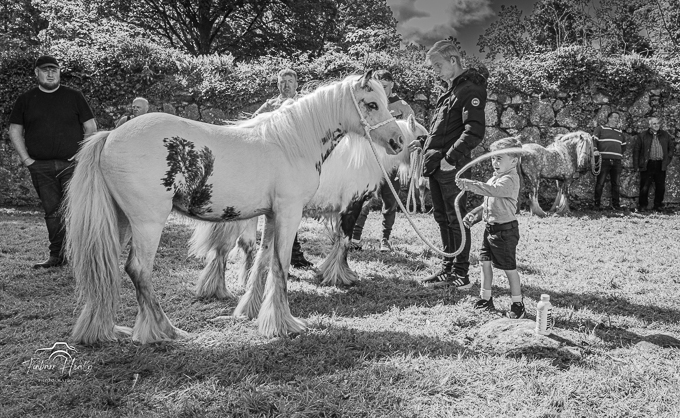 Borris Horse Fair 2023 (by Finbarr)